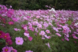 コスモス畑