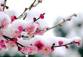 S雪埋梅花.jpg