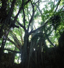 大王ガジュマル